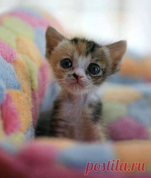 Головастик)))