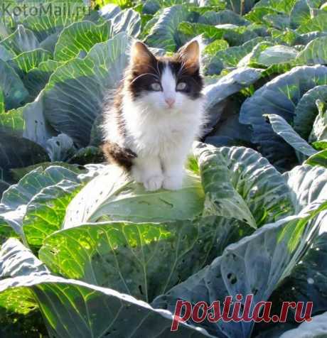 А меня нашли в капусте!
