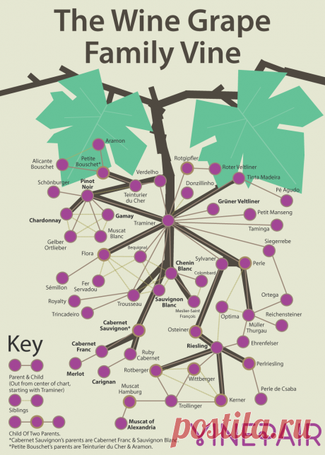 The Wine Grape Family Vine [INFOGRAPHIC] | VinePair