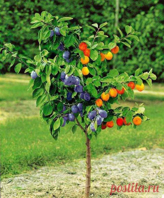 Деревья Франкенштейна