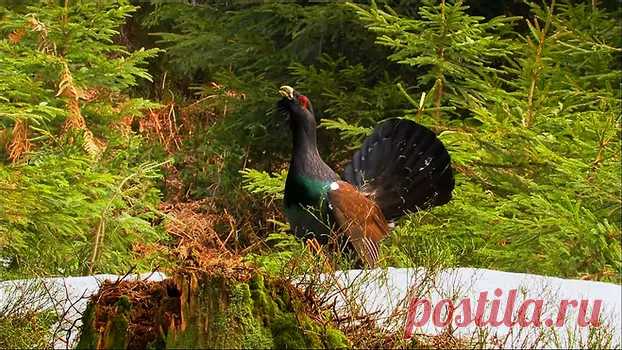 флора и фауна россии – Google Поиск