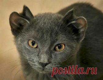 Обычная кошка родила уникального котенка с четырьмя ушками