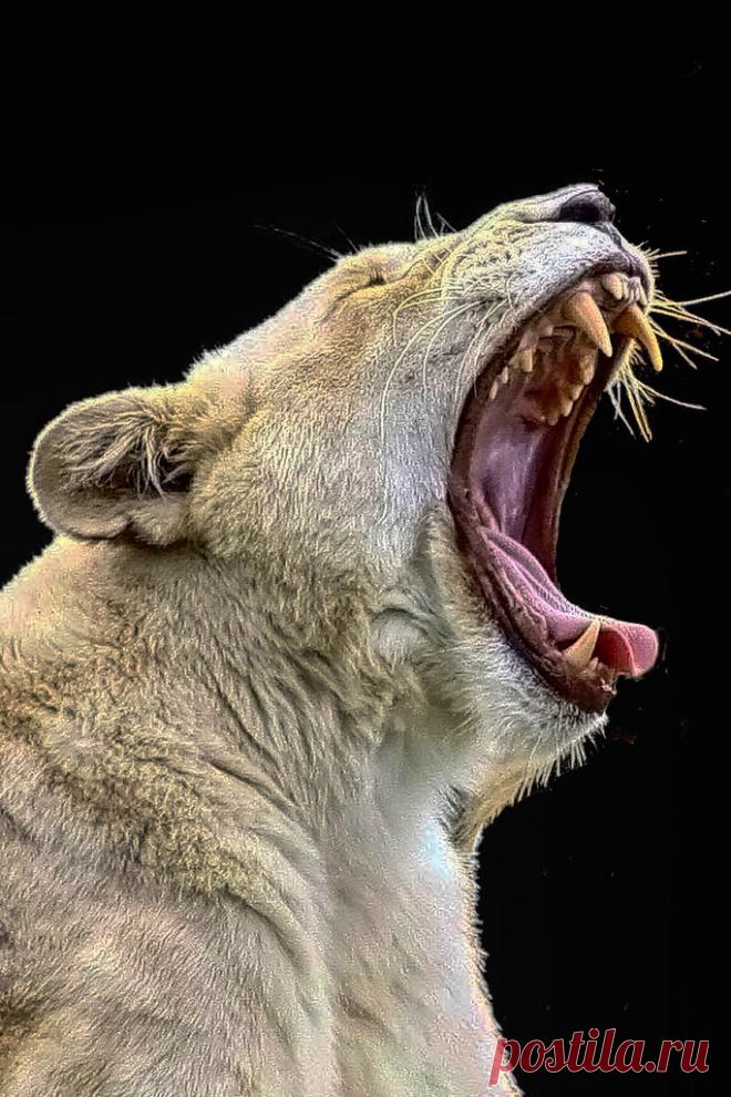 You don't want to get this critter angry © Explore The Digital Surgeon is back's photos on Flickr. The Digital Surgeon is back has uploaded 8094 photos to Flickr.