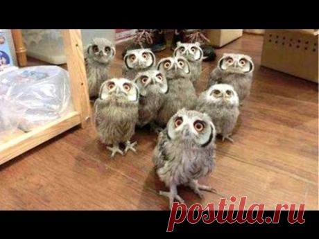 Очень смешное и милое видео с совами