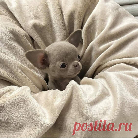 «🌺 Щенки лапочки и их мамочки 🌺 »  в Яндекс.Коллекциях