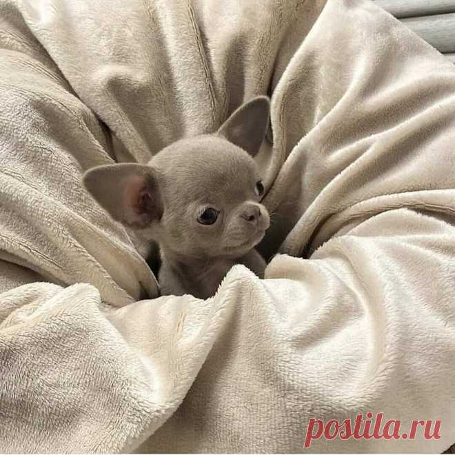 «🌺 Щенки лапочки и их мамочки 🌺 »  в Яндекс.Коллекциях