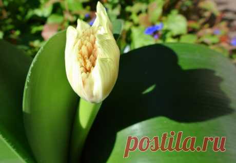 Гемантус: фото, советы и рекомендации по уходу | flori-da.ru