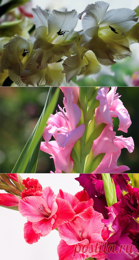 Гладиолусы посадка и уход: украшаем ландшафт лучшими цветами