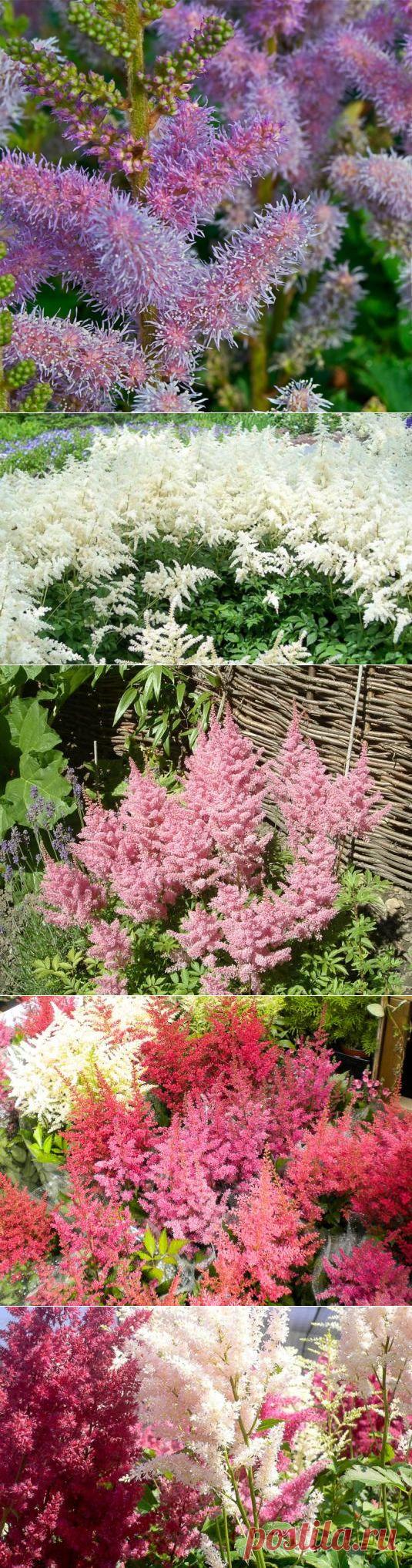 Астильба — изящное растение для стильного сада — FloweryVale.ru