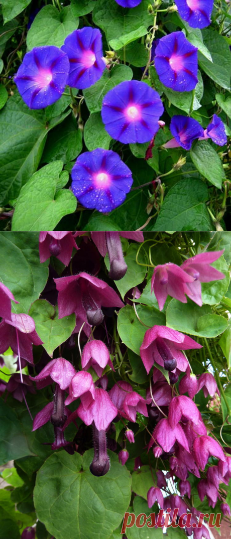 Вьющиеся растения: незабываемая красота для сада