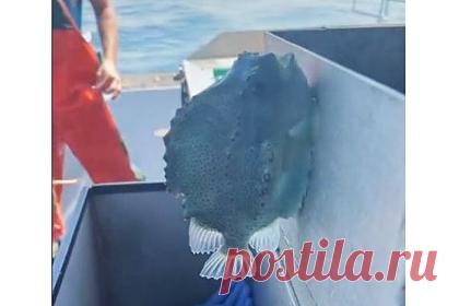 Мужчина поймал липнущую к стенам рыбу и посоветовал поцеловать ее. Пользователь TikTok выловил морского воробья — рыбу, которая имеет на брюхе присоску и может самостоятельно держаться на стене. Мужчина снял на видео, как он прицепляет рыбу к вертикальной поверхности и рассказал, что если поцеловать морского воробья перед тем, как отпустить его в воду, это принесет удачу.