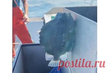 Мужчина поймал липнущую к стенам рыбу и посоветовал поцеловать ее. Пользователь TikTok выловил морского воробья — рыбу, которая имеет на брюхе присоску и может самостоятельно держаться на стене. Мужчина снял на видео, как он прицепляет рыбу к вертикальной поверхности и рассказал, что если поцеловать морского воробья перед тем, как отпустить его в воду, это принесет удачу.