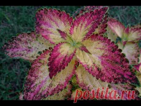 Колеус гибридный &quot;Гленнис&quot; (Coleus hybridus &quot;Glennis&quot;)