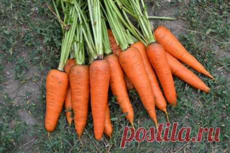 Какие сорта моркови подходят для посадки под зиму — Домашние заботы