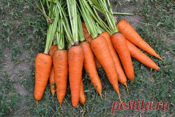Какие сорта моркови подходят для посадки под зиму — Домашние заботы