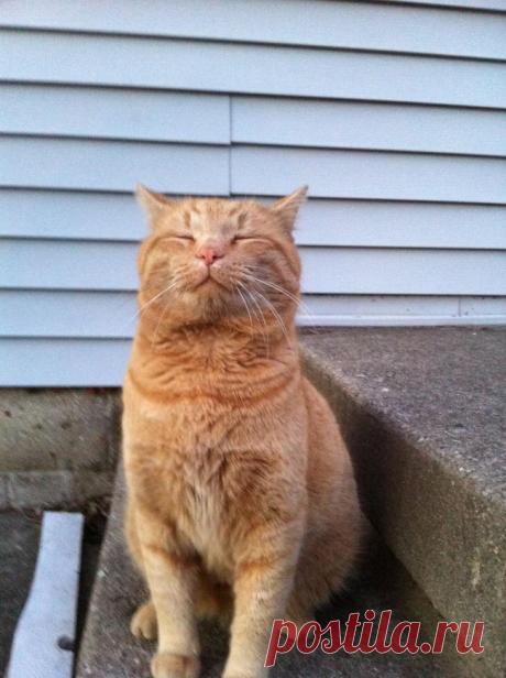 Правила жизни настоящего котэ