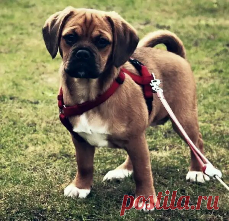 ПАГЛЬ - очаровательная порода собак, которая выглядит как плюшевый мишка, но держит в себе сердце воина