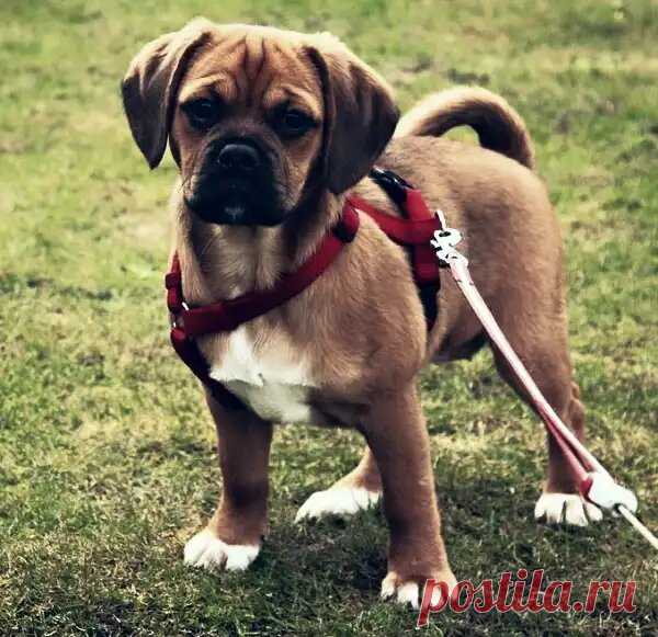 ПАГЛЬ - очаровательная порода собак, которая выглядит как плюшевый мишка, но держит в себе сердце воина