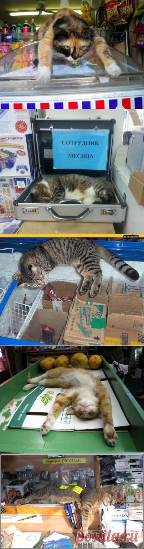 Кошки на страже магазинов