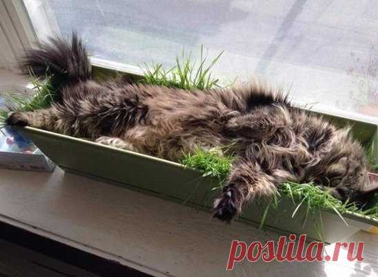 А вот и рассада взошла.