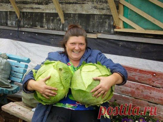 НАШАТЫРНЫЙ СПИРТ В БОРЬБЕ ЗА УРОЖАЙ!
Оказывается, нашатырный спирт в борьбе за высокий урожай, может оказать нам ни одну услугу. 
Многие растения, такие как помидоры, огурцы, а также лилии, клематисы, герань, очень отзывчивы на подкормки в состав которых входит нашатырный спирт. 
В 4-5 литрах воды достаточно всего лишь растворить 50 мл нашатыря и в небольшом количестве подкормить растеньица после обильного полива. 
Нашатырный спирт также является отличным средством в борьбе с таким вредителе