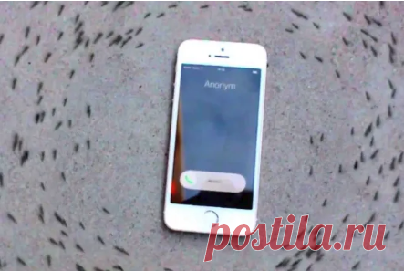 Почему муравьи нарезают круги вокруг айфона