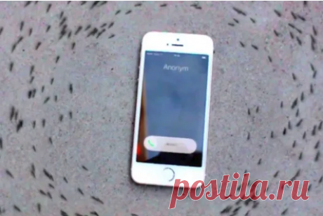 Почему муравьи нарезают круги вокруг айфона