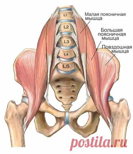 Мышцы бедра. Анатомия йоги