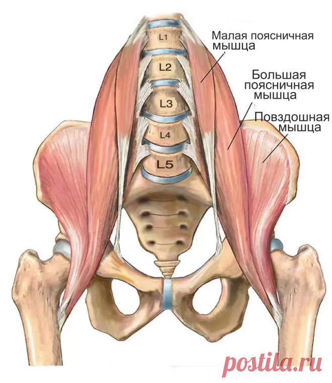 Мышцы бедра. Анатомия йоги