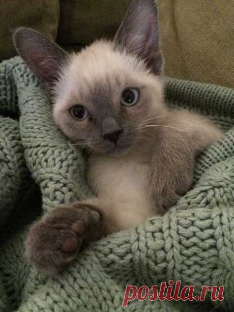 She's almost a year now, so I thought I'd share a picture of Zoey
