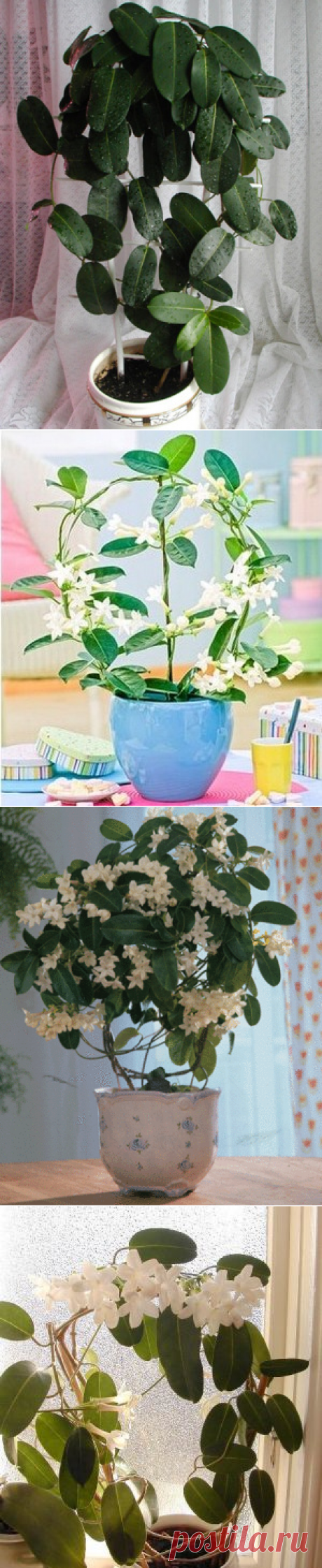 Стефанотис — уход и секреты выращивания в домашних условиях утонченного красавца