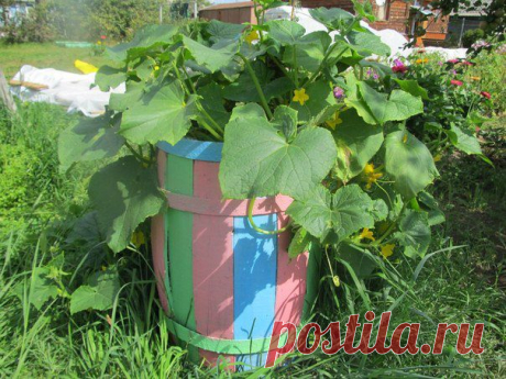 Урожай огурцов с бочки как с трехметровой грядки.