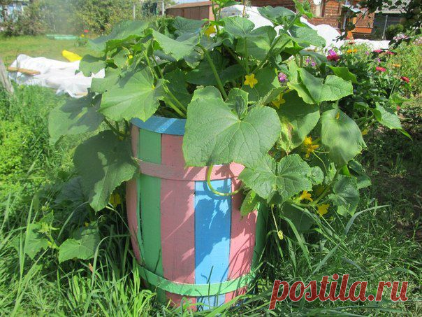 Урожай огурцов с бочки как с трехметровой грядки.