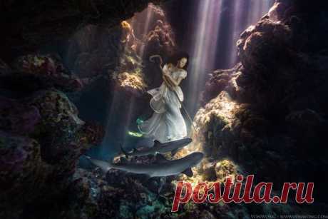 «Чаще всего акул изображают устрашающими, не принимая во внимание, что люди убивают миллионы акул ради супа». Фотограф Бенджамин Вон Вонг сделал под водой серию снимков девушки в белом платье, окруженной акулами, чтобы разрушить стереотипы об этих хищных рыбах.