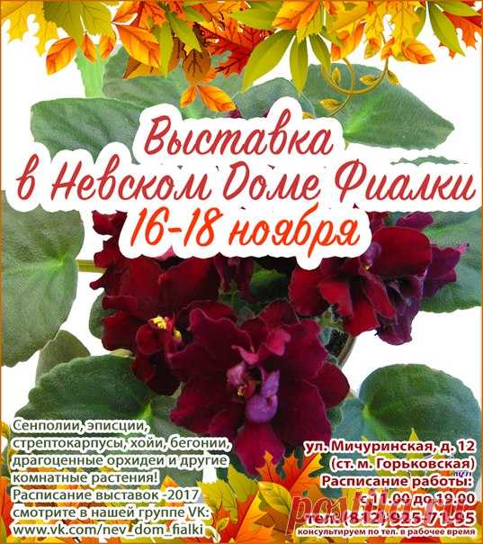 Дорогие любители комнатных цветов! Невский Дом Фиалки проводит выставку с 16 по 18 ноября 2017 г.! Ждём всех желающих по адресу: ул. Мичуринская, д. 12. Метро Горьковская. Режим работы с 11ч до 19ч. В последний день выставки до 18 часов, НДФ в обычном режиме (до 19 часов). На выставке будет представлен прекрасный мир семейства геснериевых - фиалки, стрептокарпусы, колерии, колумнеи, эписции, ахименесы, а также хойи, пеларгонии и другие растения, с любовью выращенные нашими коллекционерами.…