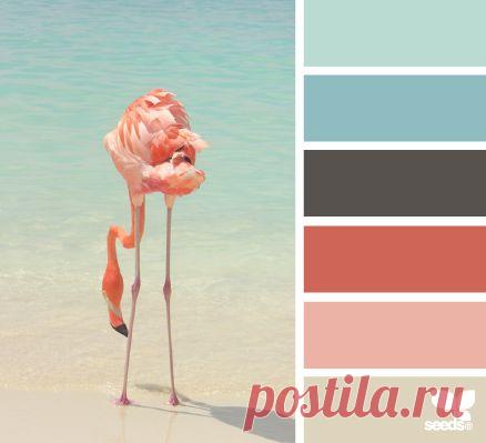 Design Seeds® | for all who ❤ color