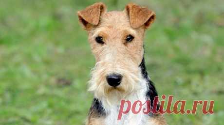 Порода собак фокстерьер