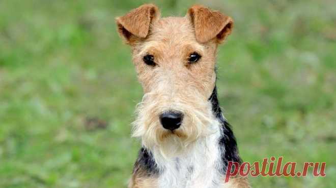 Порода собак фокстерьер