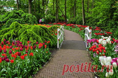 Кёкенхоф - тюльпановый рай: gorlenka