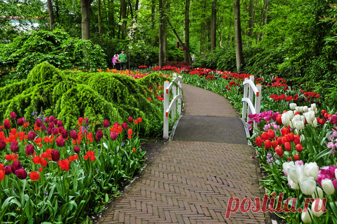 Кёкенхоф - тюльпановый рай: gorlenka