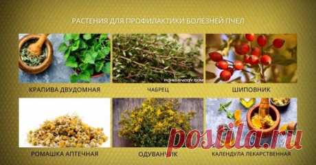 (9) ПАСІКА. БДЖОЛИ. МЕД. | Facebook