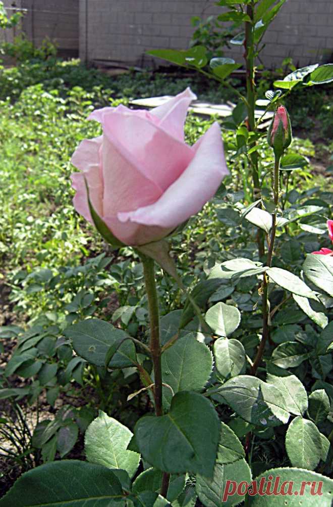 Тамара Прусенко