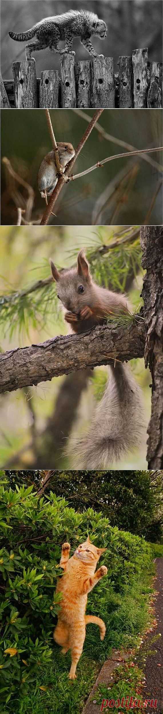 Потрясающие четвероногие создания / Питомцы