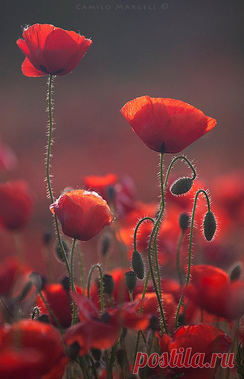 Red Spring (III) by Camilo Margelí / 500px