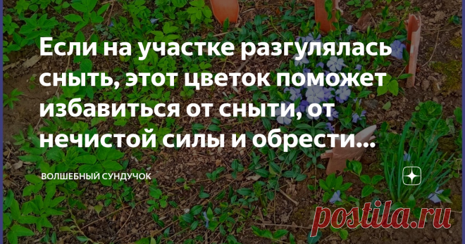 Если на участке разгулялась сныть, этот цветок поможет избавиться от сныти, от нечистой силы и обрести счастье и любовь  Это многолетнее растение со стелющимися побегами, некрупными листьями, которые даже зимой остаются зелёными. А цветочки у этого почвопокровного растения чаще всего бывают голубыми, но встречаются и белого, синего и лилового цветов.  Растение этот называется барвинок.  Барвинок из семейства кутровые.  Это род стелющихся многолетних трав, способен быстро р...