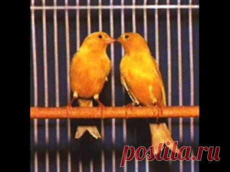 CANTO CANARIO - YouTube