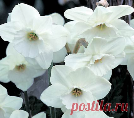 Narcissus Stainless | White Flower Farm