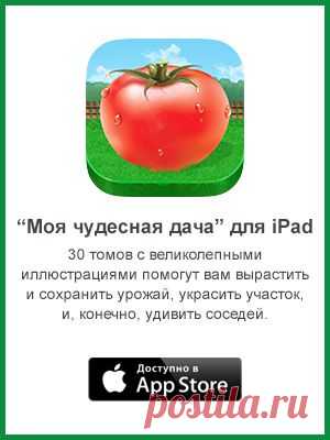 Как распознать смородинового клеща // KP.RU