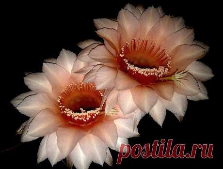 Echinopsis hibrido Un par de flores de buen tamaño de un echinopsis híbrido enviado   hace varios años, por una amiga brasilera!  Muito obrigada Dina!!