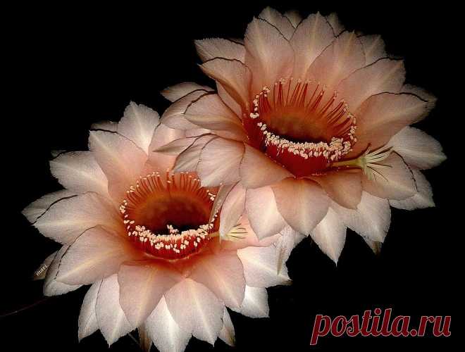 Echinopsis hibrido Un par de flores de buen tamaño de un echinopsis híbrido enviado   hace varios años, por una amiga brasilera!  Muito obrigada Dina!!